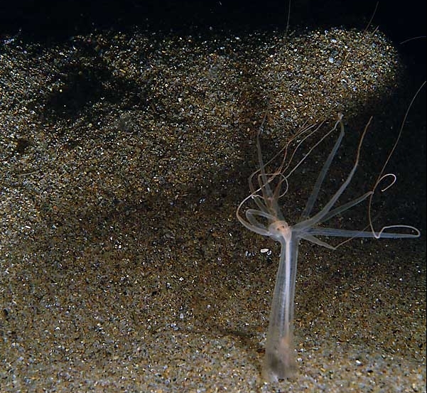 Представитель Семейства Halcampoididae